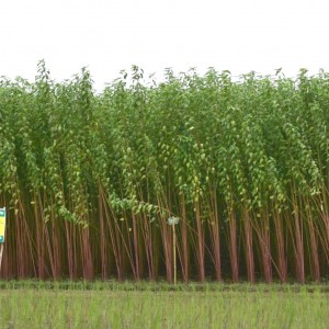 New-HIgh-Yielding-Variety-of-Jute