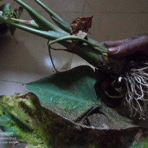 পানিকচু/ লতি কচুর লেদা পোকা