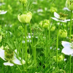 বারি কালোজিরা-১