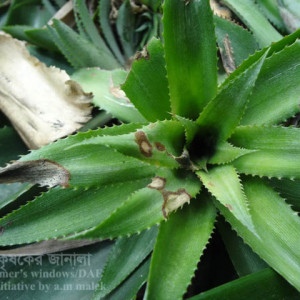 আনারসের পাতার সাদা দাগ রোগ