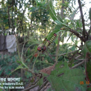 লটকনের শুয়া পোকা