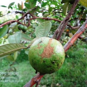 পেয়ারার থ্রিপস পোকা