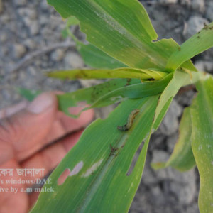 ভুট্টার লেদা পোকা