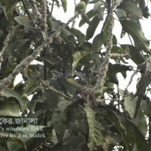 আমের মিলিবাগ